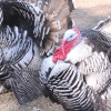 Poultry Hollow Hatchery